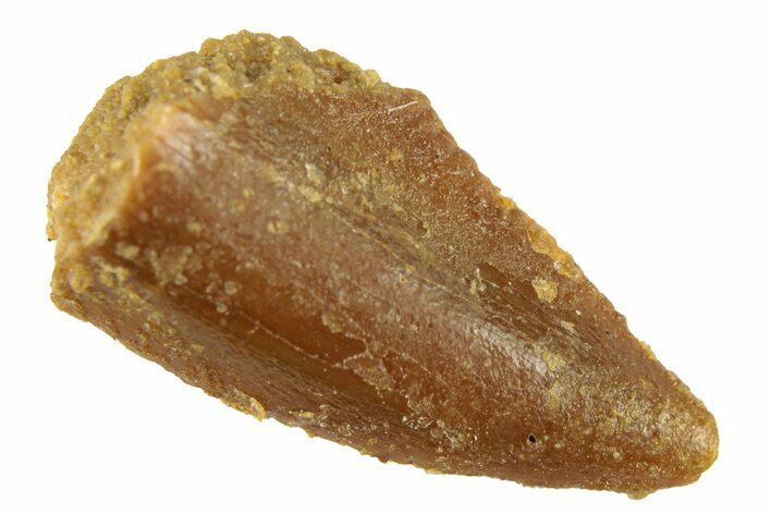 Bargain, Raptor Tooth - Real Dinosaur Tooth #268716